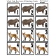 The Complete Autism Classroom Visuals Kit - ZOO THEME